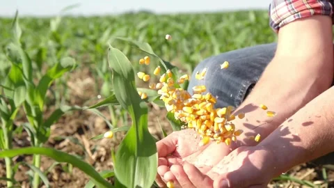 Human hands with corn grains Garden nature. slow motion, Holding corn seeds i Stock Footage 270465072