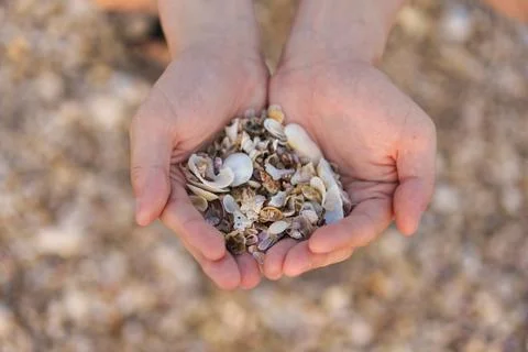 Human hands cupping mixed seashells on natural seaside background Stock Photos