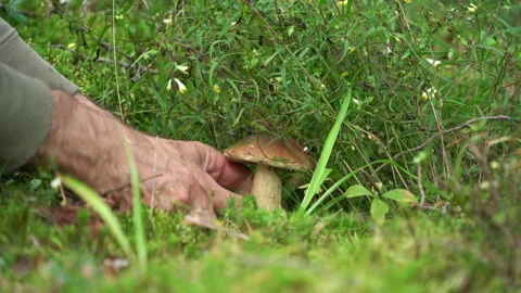 Human hands cut off a beautiful white mushroom on which an ant crawled. The Stock Footage 137959912