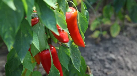 Human hands cutting a ripe red pepper Video stock 30399055