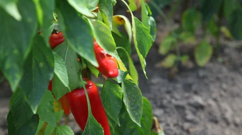 Human hands cutting a ripe red pepper Stock Footage 30399221