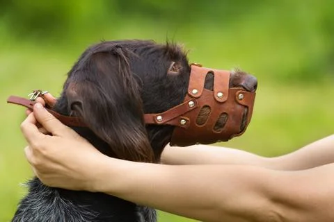 Human hands fasten the muzzle on a dog Stock Photos