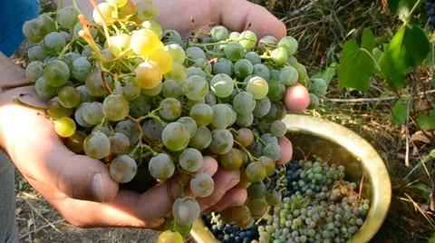 Human hands gathering grapes Stock Footage 67225882