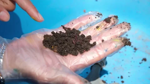 Human hands in gloves hold compost, organic soil, natural fertilizer. Stock Footage 259127481