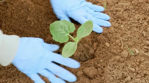 Human hands in gloves planting sprouts of zucchini outdoors closeup. Stock Footage 241980124