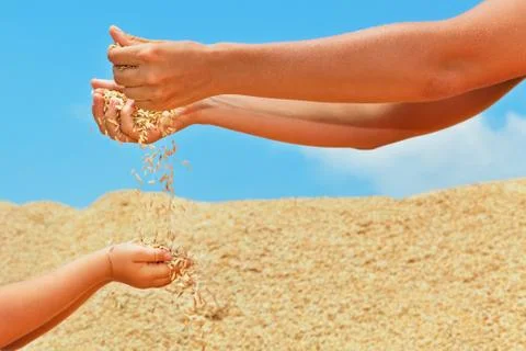 Human hands with grains crop Stock Photos
