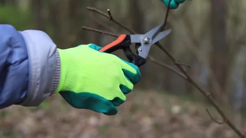 Human hands in green work gloves trim the branches of a bush with pruning shears Stock Footage 333272090