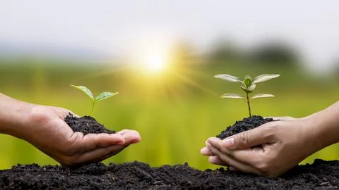 Human hands help plant saplings or trees in the soil in the concept of Eart.. Stock Photos