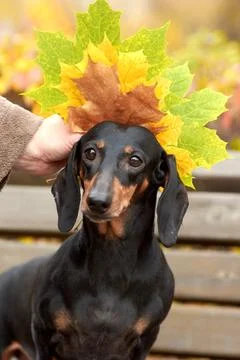 Human hands hold autumn maple leaves near the head of a Dachshund dog Stock Photos