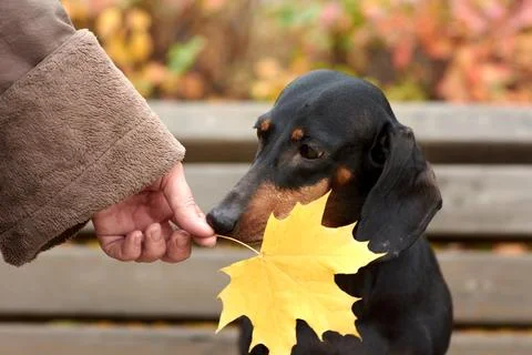 Human hands hold an autumn maple leaf near a Dachshund dog Stock Photos