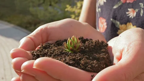 Human hands hold a handful of earth with a young sprout. Pile of land with a Stock Footage 130960708