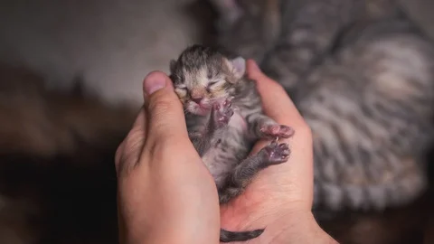 Human hands hold a newborn, blind kitten. Baby cat is lying in his arms, mother Vidéo 129297482