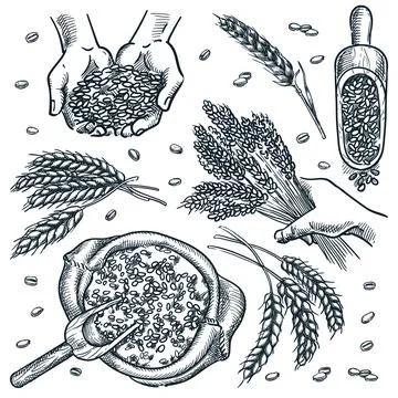 Human hands hold wheat ears and cereal grain. Wheat spikelets isolated on whi Stock-Illustration