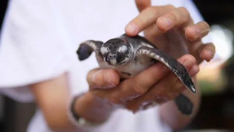 Human hands holding and stroking baby turtle Video stock 146672268
