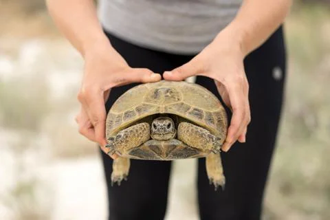 Human hands holding big tortoise. Wildlife reptile outdoors. Horizontal format Stock Photos
