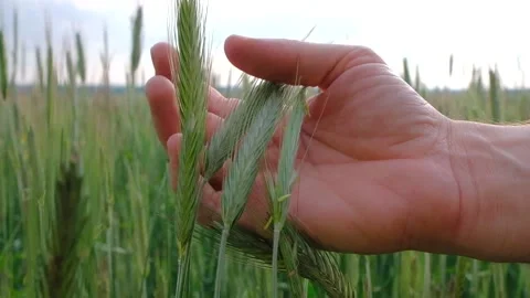Human hands holding Ears of green wheat at sunset. Stock Footage 197357631