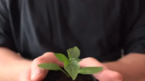 Human Hands Holding Green Small Plant. New Life Concept.. 4K UltraHD, UHD Vídeos de archivo 49136176