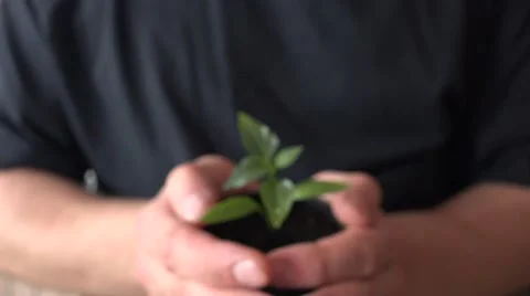 Human Hands Holding Green Small Plant. New Life Concept.. 4K UltraHD, UHD Stock Footage 49136188