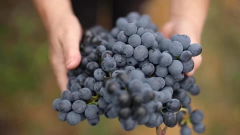 Human hands holding a red grape and making a cinematic move. Slow motion video a Stock Footage 221720099