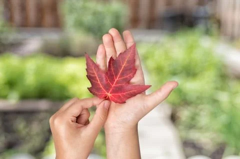 Human hands holding a red maple leaf, sign that autumn is coming Stock Photos