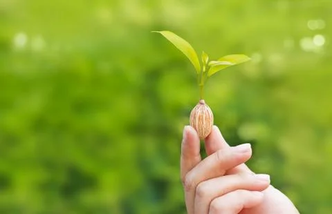 Human hands holding sapling sprouting fonm seed on green nature background Stock Photos