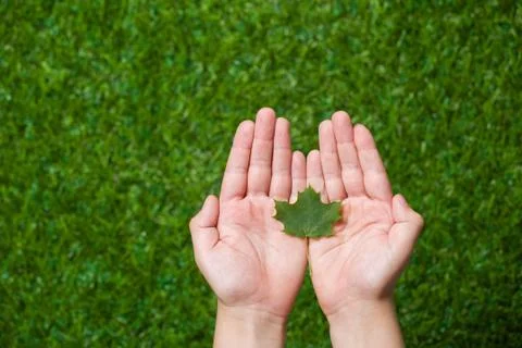 Human hands holding tree leaf Stock Photos