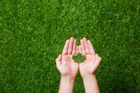 Human hands holding tree leaf Stock Photos