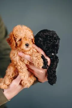 Human Hands Holding Two Small Toy Poodle Puppies Against Background of Blue W Stock Photos
