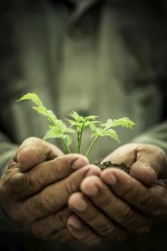 Human hands holding young tree against grunge background. Ecology concept Stock Photos
