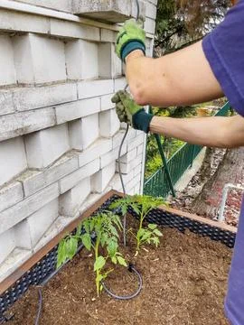 Human hands install drip irrigation for young tomato plant. Close-up. Natur.. Stock Photos