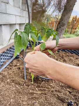Human hands installing drip irrigation for young tomato plant. Concept of e.. Stock Photos