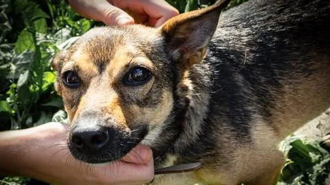 Human hands petting a small mongrel dog outdoors. Stock Photos