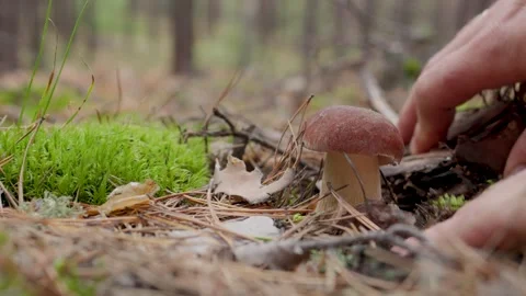 Human hands picking mushrooms. A man cuts off a porcini mushroom covered with Stock Footage 248415470