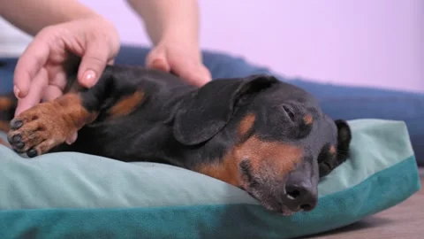 Human hands providing of massage session for dachshund Stock Footage 132255675