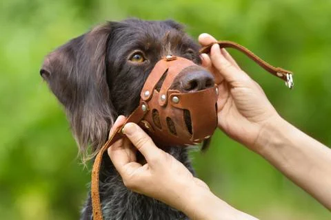Human hands put on a muzzle to muzzle a dog Stock Photos
