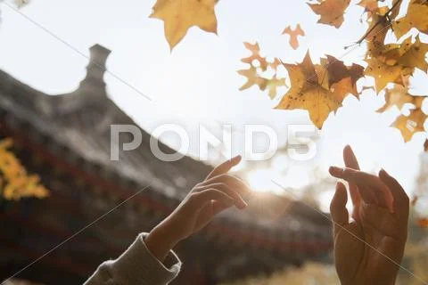 Human hands reaching for a leaf in the autumn, lens flare Stock Photos