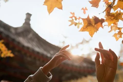 Human hands reaching for a leaf in the autumn, lens flare Foto stock
