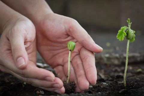 Human hands select to protect the smaller tamarind sprout Stock Photos