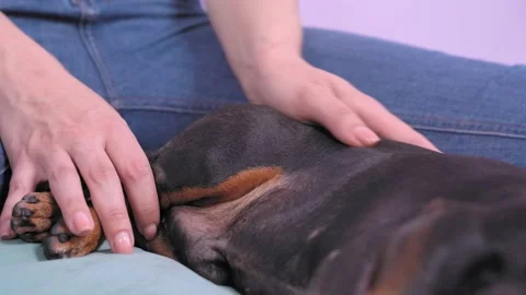 Human hands stroking and doing relaxing massage to beloved pet, close up. Stock Footage 131937334