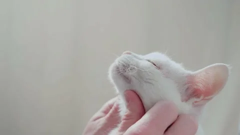 Human hands stroking the face of a white cat close-up. Stock Footage 151600781
