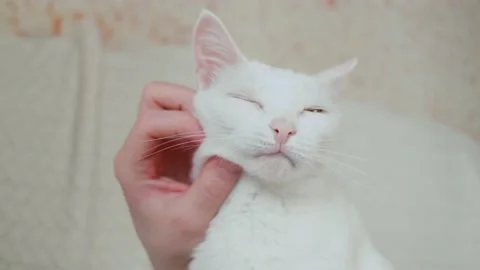Human hands stroking the face of a white cat close-up. Stock Footage 151600967