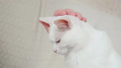Human hands stroking the face of a white cat close-up. Stock Footage 151601111