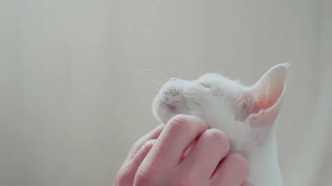 Human hands stroking the face of a white cat close-up. Stock Footage 151601117
