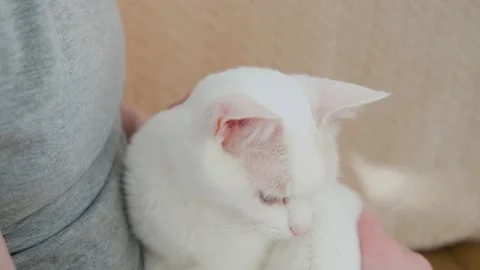 Human hands stroking the face of a white cat close-up. Stock Footage 151898629