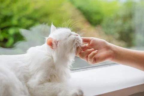 Human hands stroking the face of a white cat close-up. The concept of love .. Stock Photos
