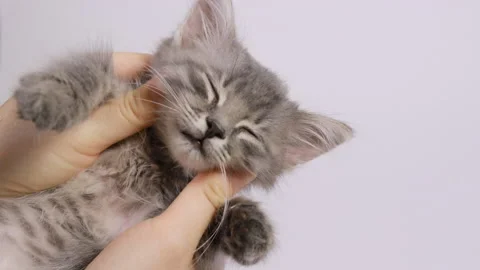 Human hands stroking a gray little kitten on a white background close-up. Stock Footage 161172289