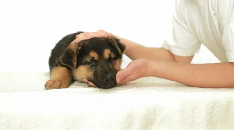 Human hands stroking the puppy Stock Footage 35545354