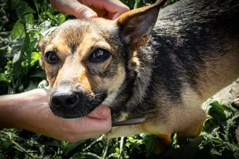 Human hands stroking a small mongrel dog with smart eyes Stock Photos