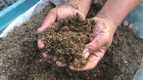 Human  hands take a sample of the compost fertile.. Stock-Footage 157551527
