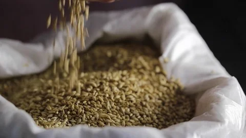 Human hands touching selected golden barley in sack, new crop. Stock Footage 73639830